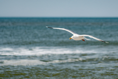 DSC_0897-Verbessert-RR