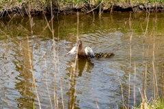 DSC_1943-Verbessert-RR