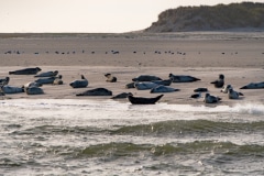 1_DSC_4455-Verbessert-RR