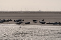 1_DSC_4471-Verbessert-RR