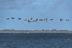 DSC_4159-Verbessert-RR