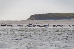 DSC_4435-Verbessert-RR