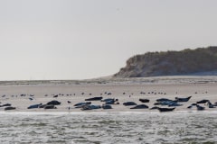 DSC_4439-Verbessert-RR