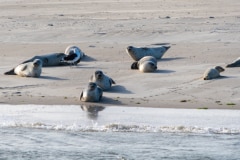 DSC_4485-Verbessert-RR