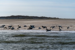 DSC_4489-Verbessert-RR