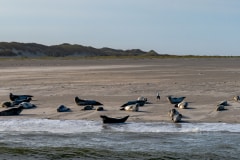 DSC_4490-Verbessert-RR