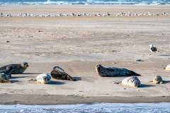 DSC_4519-Verbessert-RR