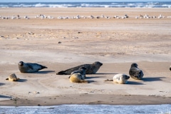 DSC_4522-Verbessert-RR