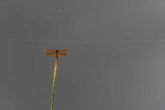 004