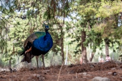 DSC_7019-Verbessert-RR