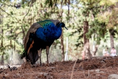 DSC_7028-Verbessert-RR