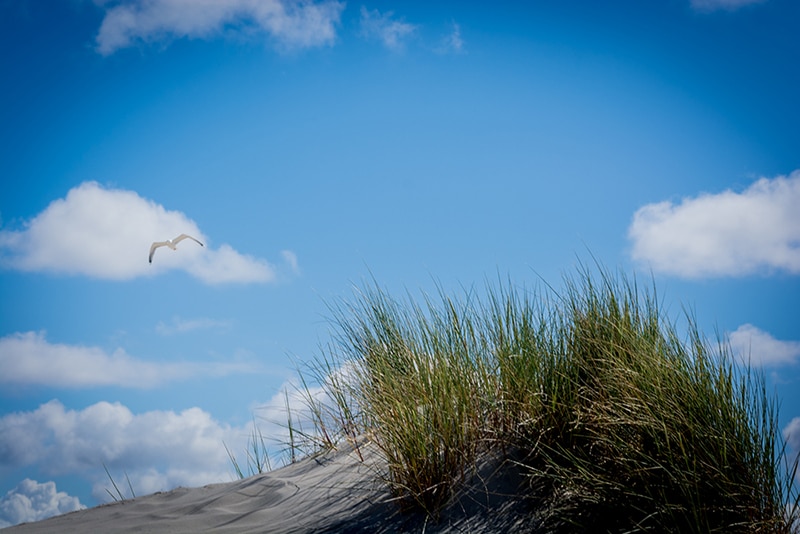 borkum 2015