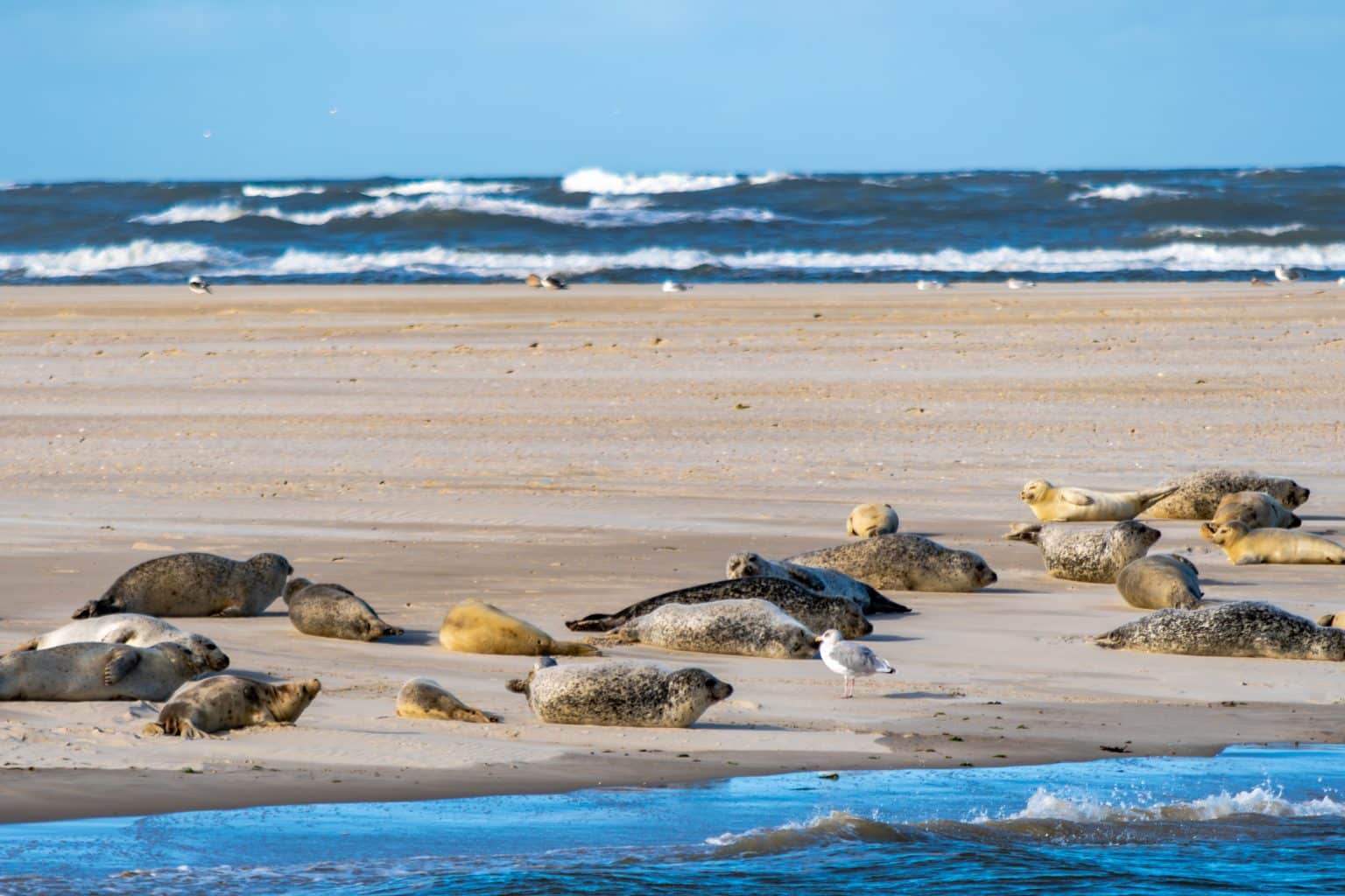Seehunde vor Spiekroog