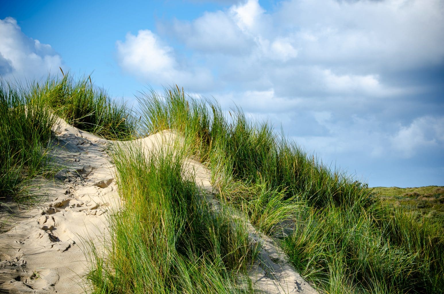 Düne Texel 2019